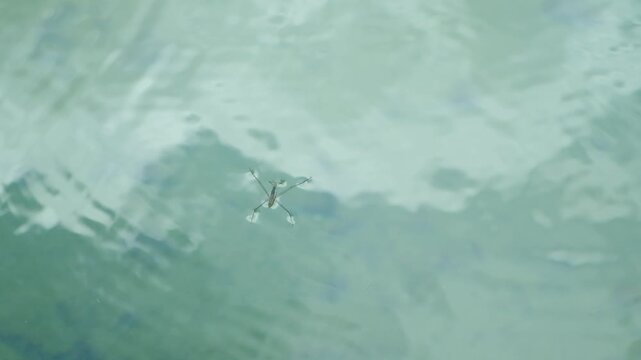 Close-up of a water strider insect skating on the calm river surface in slow motion