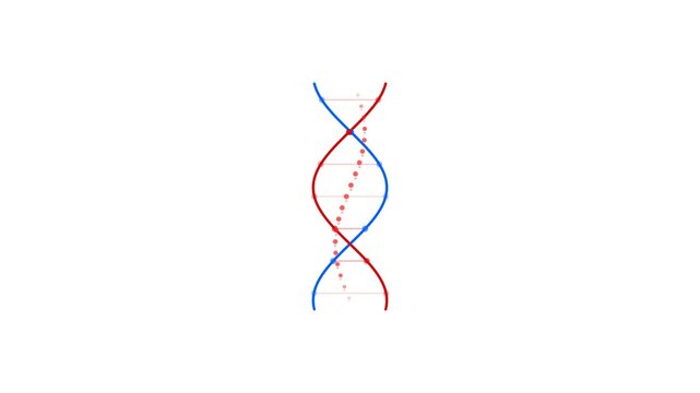 DNA Double Helix Diagrams with Red and Blue Strands on White