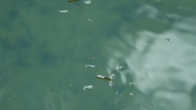 Pond skater bugs gliding over clear water with ripples and reflections.