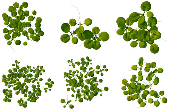 Set of Limnobium laevigatum tree plan, top view, cutout, transparent background, isolate, Growth stages of aquatic plant, Lemna minor (duckweed), isolated on a transparent background.