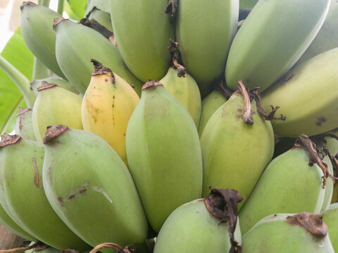 A photo of a cluster of Kepok bananas in various ripening stages, from fresh green to bright yellow, neatly arranged on a traditional bamboo tray with a natural green foliage background.