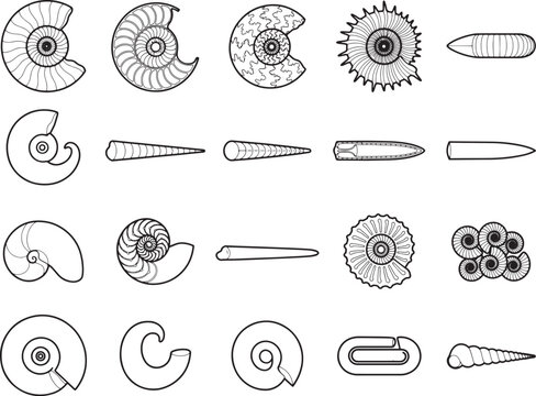 A collection of fossilized ammonites and ancient shells, depicted in a clean, illustrative style, showcasing the intricate spiral patterns and varied forms of these prehistoric marine invertebrates.