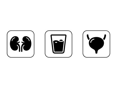 Set of medical icons showing human kidneys a glass of water and the urinary bladder anatomy