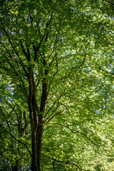 Fototapeta premium Green Tree Crown Against Bright Sky From Below