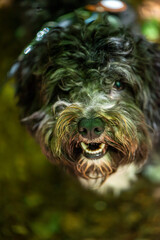Naklejka premium Curly dog panting close-up front view in forest