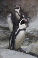 Obraz premium Penguins Humboldt (Spheniscus humboldti) on a rocky shore. Penguins at the zoo. 