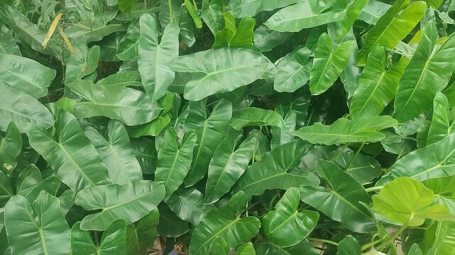 Tropical Green Philodendron Leaves Blowing in Breeze