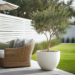 Obraz premium Olive tree white pot patio wicker sofa outdoor green lawn modern garden sunlight relaxation summer