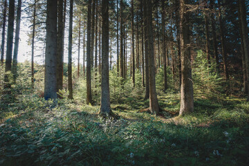 Fototapeta premium Woodland and Kielder Water Walk Near Mathews Lin, Northumberland, July 2026