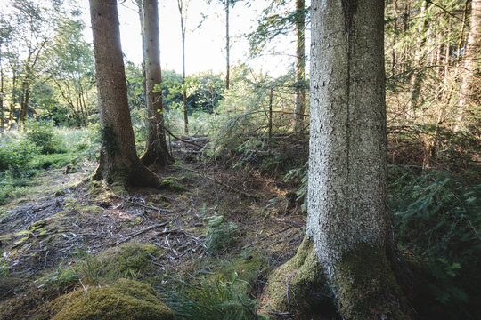 Woodland and Kielder Water Walk Near Mathews Lin, Northumberland, July 2026