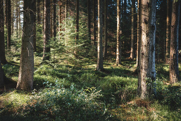 Obraz premium Woodland and Kielder Water Walk Near Mathews Lin, Northumberland, July 2026