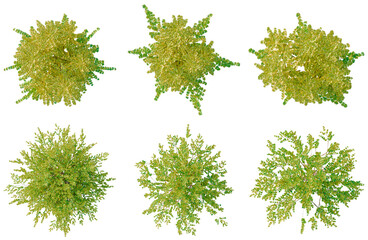 Fototapeta premium Set of Lonicera nitida Baggesens Gold tree plan, top view, cutout, transparent background, isolate, Collection of lush green bushes with intricate details