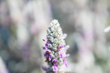 Obraz premium Woolly hedge nettle flower bud macro shot soft texture