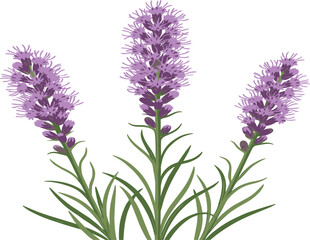 Obraz premium Liatris blazing star purple flower vector illustration, blooming dense gayfeather wildflower bouquet, isolated graphic design
