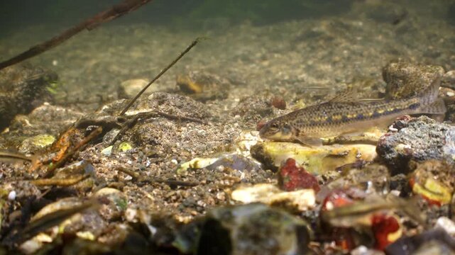 Underwater shot of foraging Gudgeon fish searching for food on a chalk stream river bed, Wiltshire, UK
