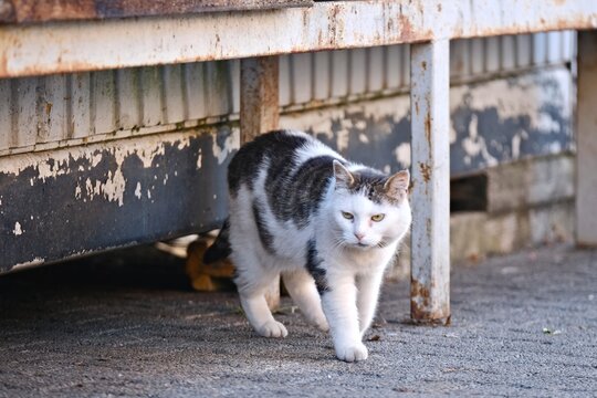 Street cat  on the backyard walking away. Horizontal image with selective focus.	