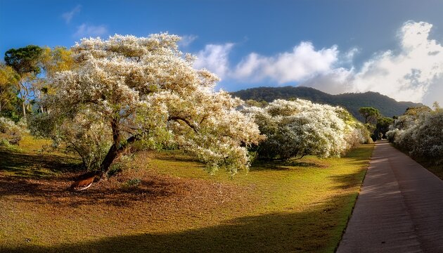 Hongo Blanco De Jardin Close Up