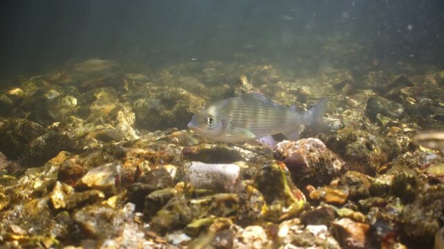 Underwater shot of Grayling fish swimming in the River Avon, Wiltshire, UK