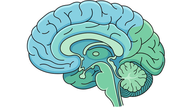 Cross section of human brain anatomy in blue and green tones