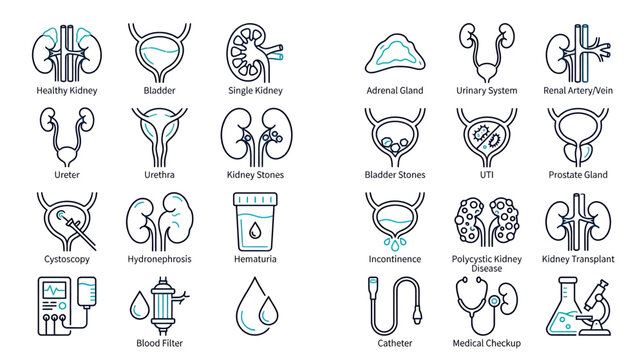Urology Medical Icons: Kidneys, Bladder, and Urinary System Health