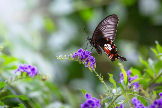 Common rose butterfly (Pachliopta aristolochiae asteris) sucking nectar from flowers during rainy season