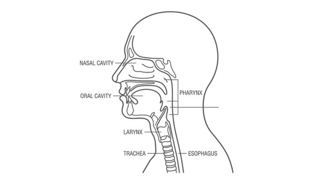 Anatomical diagram of the human head and neck showing respiratory and digestive system structures.