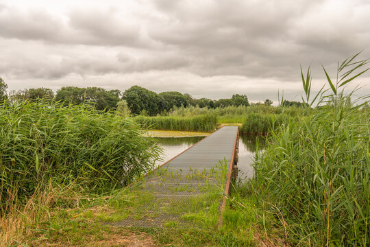 Boardwalk between the reeds and over the water of a small lake in a Dutch nature reserve in the province of South Holland. The photo was taken on a cloudy day during the summer season.