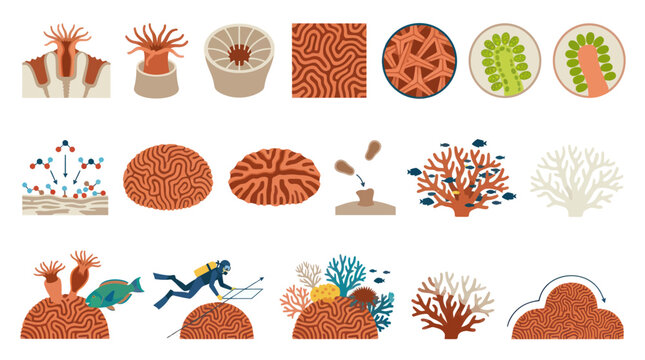 Marine Biology Flat Vector Illustration Set: Coral Reef Life, Polyps, Brain Coral, Bleaching, Reproduction