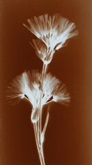 Obraz premium Sepia-toned floral x-ray art, elegant and minimal, perfect for mobile wallpaper.