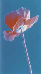Obraz premium Surreal poppy against a blue sky, perfect for a vibrant mobile wallpaper.