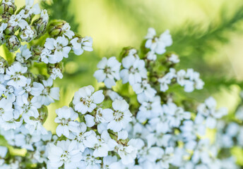 Common Yarrow (Achillea millefolium) Flowers Close-Up ? Macro Photography © Alla