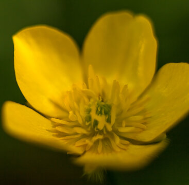 Creeping Buttercup (Ranunculus repens) Flower Close-Up in Bright Sunligh