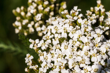 Common Yarrow (Achillea millefolium) Flowers Close-Up ? Macro Photography © Alla