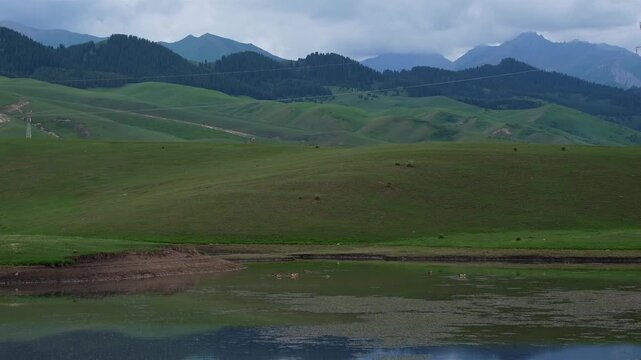 Ruddy shelducks swimming on a calm mountain lake with green hills and overcast sky. Commercial background for travel, ecotourism, nature preservation, and wildlife lifestyle concepts with copy space.