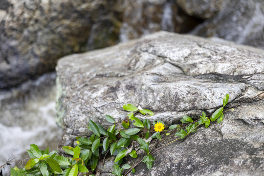 Yellow wildflower and green vine creeping across weathered gray rock, resilient plant adding bright color and texture to rugged natural stone landscape