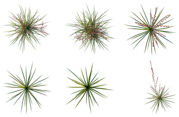 Obraz premium Set of Hesperaloe parviflora tree plan, top view, cutout, transparent background, isolate, Abstract Floral Burst - Six Unique Designs for Backgrounds, Textures, and Creative Projects