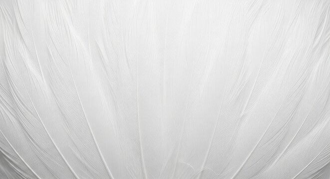 A close-up shot of a large number of white feathers arranged in a textured pattern. The feathers create a soft, flowing, and organic visual effect.