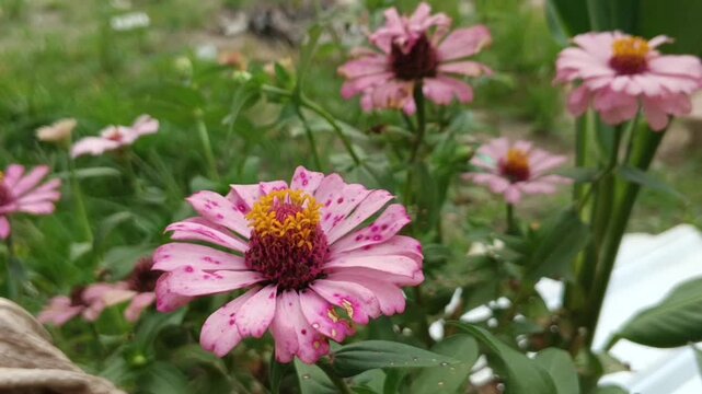 Pink zinnia flowers blooming in the garden, blurred background. Close-up.