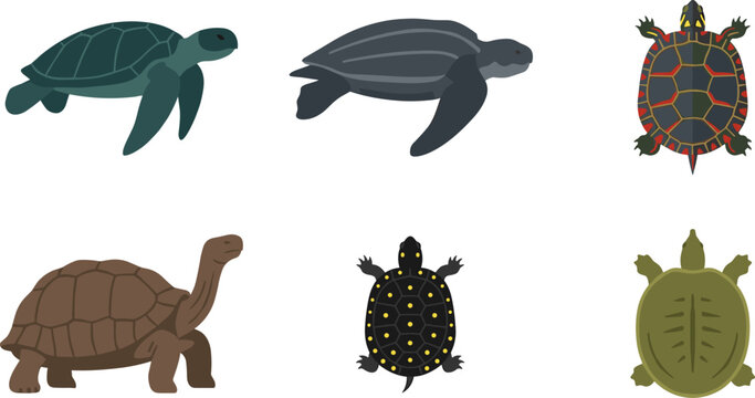 Turtle and tortoise species vector illustration set featuring sea turtles leatherback giant tortoise painted turtle spotted terrapin and softshell collection isolated