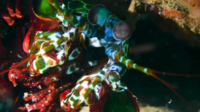 Macro Underwater Video of Peacock Mantis Shrimp, Indo-Pacific