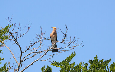 Eurasian Hoopoe [Upupa epops] perched on a dry branch singing with its long beak wide open against sky. © VOLODYMYR KUCHERENKO