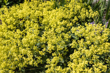 Fototapeta premium Ladys mantle yellow green flowers texture in sunny garden