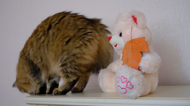 Mixed‑breed cat on the mantel with soft stuffed toy, cute teddy bear,  a quiet moment of feline curiosity in a cozy home. Living room, interior,  beloved curious pets.