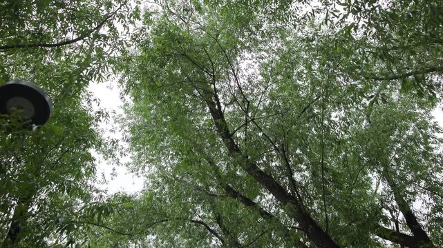 Low-angle view beneath dense deciduous canopy with dark trunks, arching branches, medium-green leaves, soft overcast backlight, layered woodland texture, calm natural background