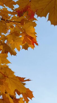Autumn scene landscape with vibrant foliage on blue sky. Gold November. Vertical footage