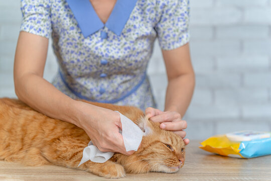 Animal health care, Asian woman cleaning cat ears with pet wipes, providing gentle hygiene and basic health care for domestic cats, promoting routine grooming, wellness and preventive pet care at home