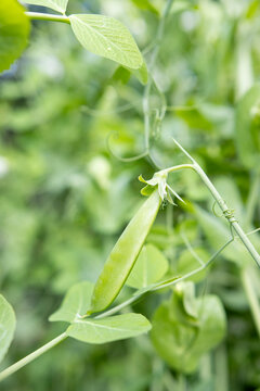 Snap Pea Pod Growing on Green Vine in Garden Foliage