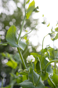 Snap Pea Plant with White Blossoms and Green Tendrils in Garden Light
