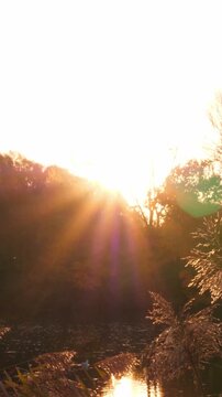 Autumn scene landscape with lake and vibrant foliage. Gold November. Vertical footage