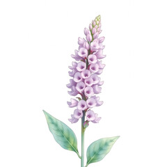 Fototapeta premium Beautiful purple Veronica flower isolated on black background